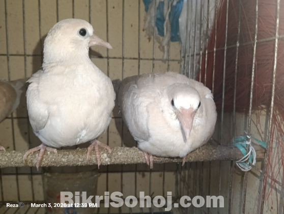 কম দামে ঘুঘু পাখি সিলেটের ভিতরে( ঘুঘু পাখির বাচ্চা)